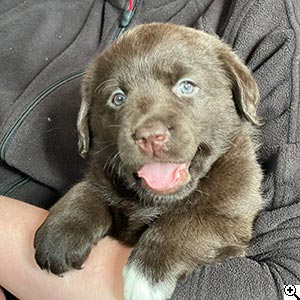 © Scandica Labradors