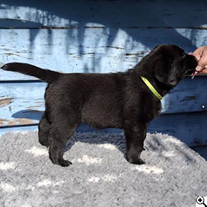 © Scandica Labradors