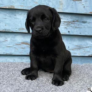 © Scandica Labradors