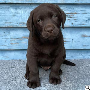 © Scandica Labradors