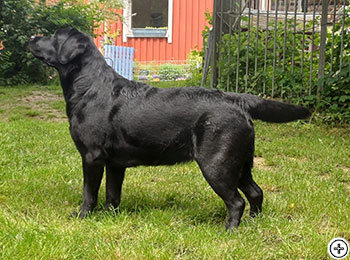 © Scandica Labradors