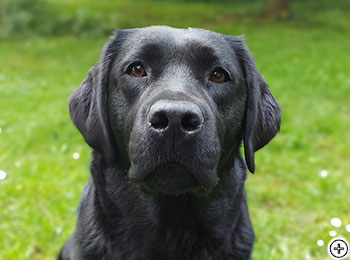 © Scandica Labradors