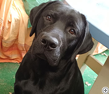 © Scandica Labradors © Scandica Labradors